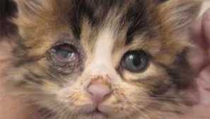 Kako zdraviti, če ji mucka zasuka oči